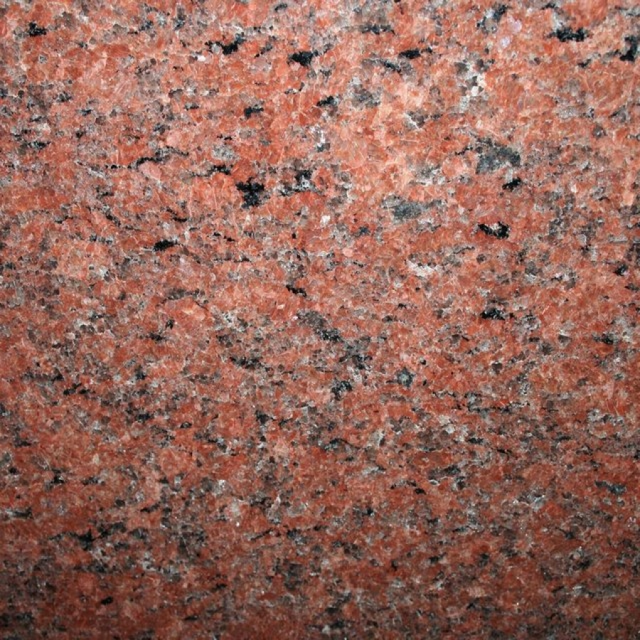 Vanga Red (Czerwony Vanga) 